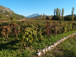 Polje