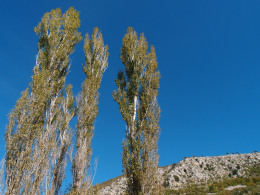 Jablani