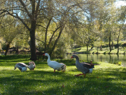 Cetina