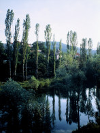 Cetina